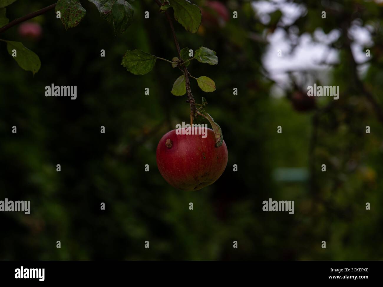 Close -up a ripe apple hanging on a tree branch with green leaves in a ...