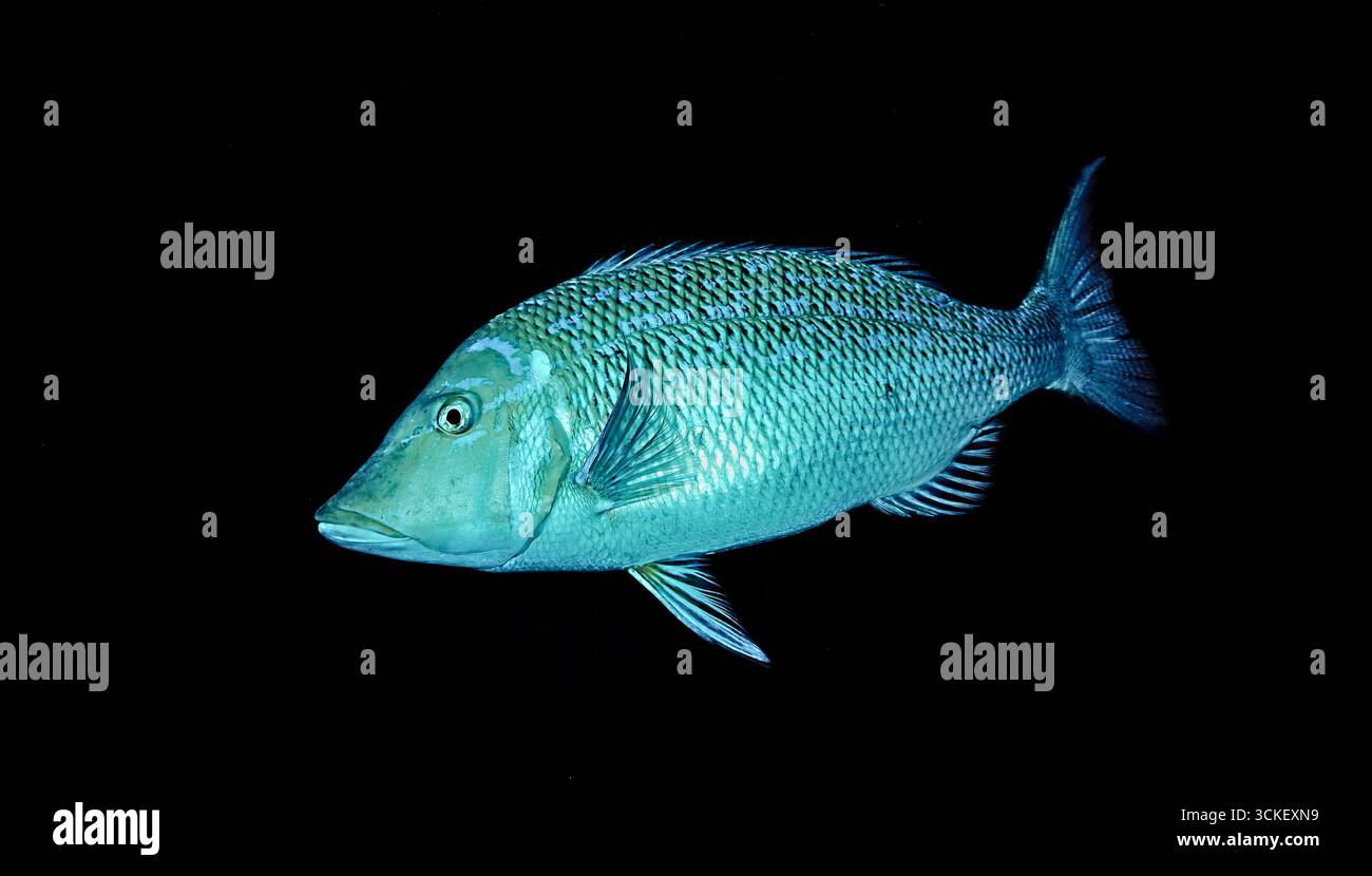Lethrinus nebulosus - spangled emperor Stock Photo