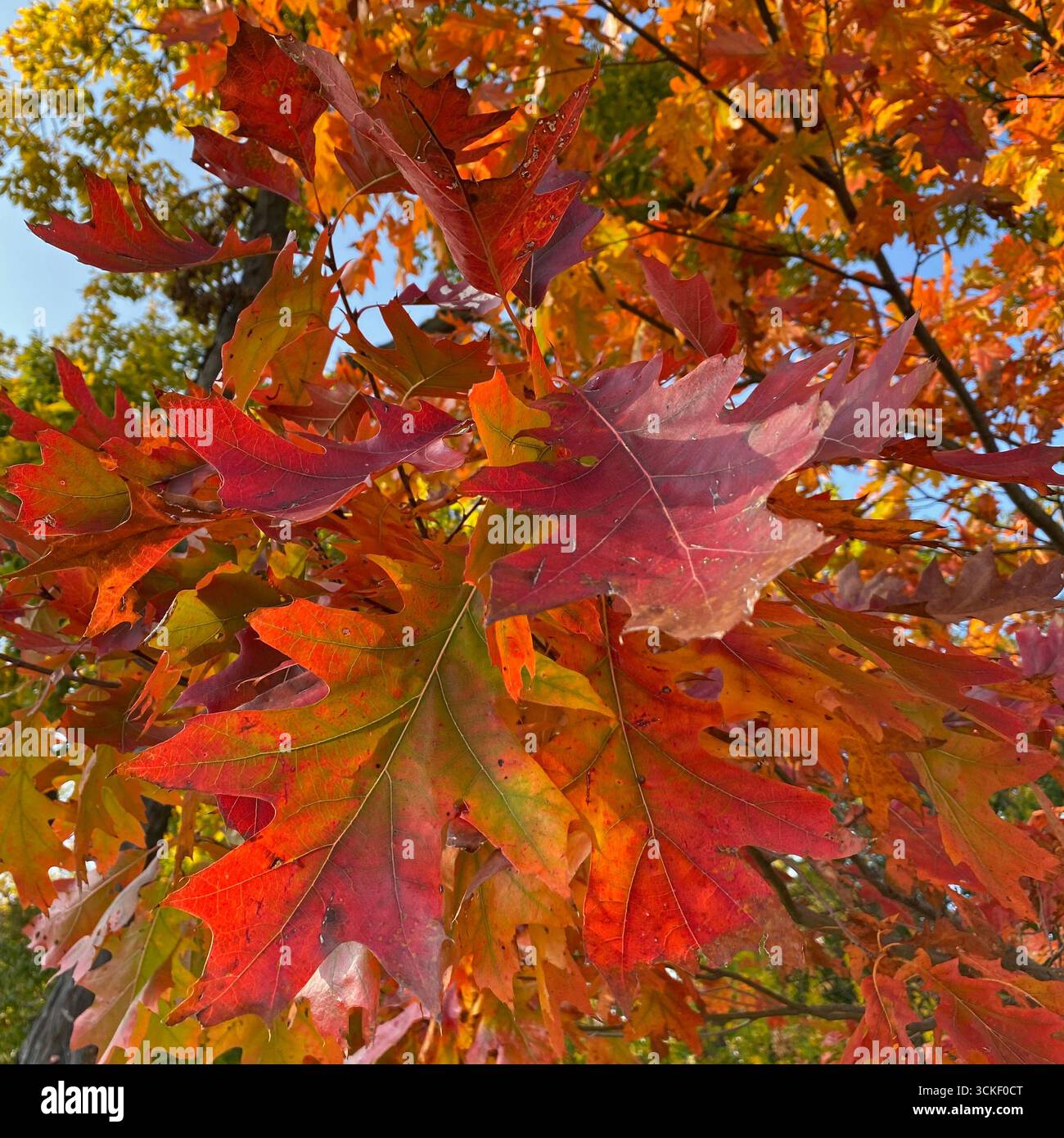 Close up of beautiful multi-colored fall leaves on a Northern Red Oak tree changing from green to red, orange and yellow - Smartphone Captured Stock Image