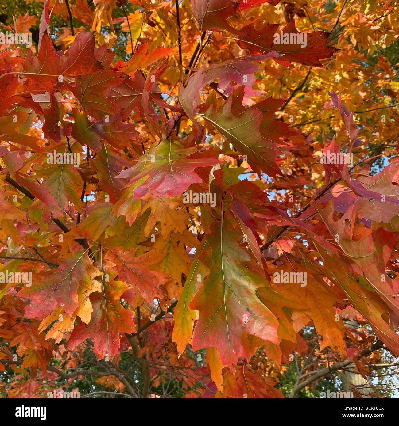 Beautiful multi-colored fall leaves on a Northern Red Oak tree changing from green to red, orange and yellow - Smartphone Captured Stock Image