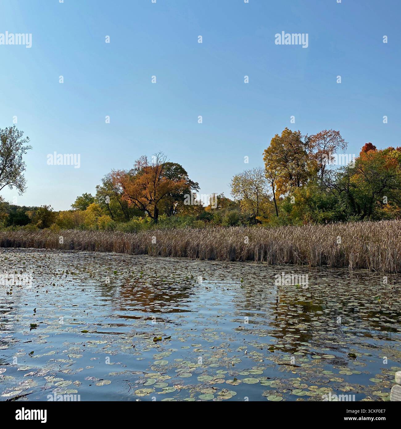 An autumn landscape will trees adorned in fall foliage, cattails browing in a lake filled with lily pads and fallen leaves in Hastings Lake Forest Pre - Smartphone Captured Stock Image