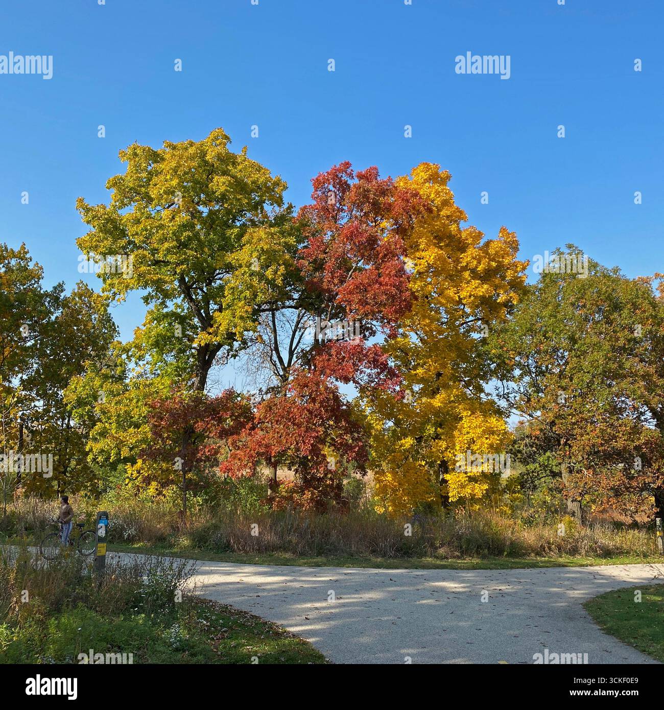 A woman standing with a bicycle on the Hasting Lake Forest Preserve trail, in the fall, with brilliant fall foliage on the trees, in Lake Villa, Illin - Smartphone Captured Stock Image