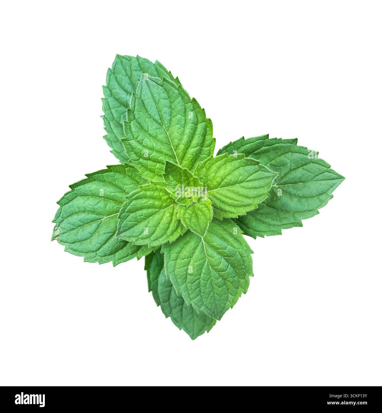 Fresh Green Mint Leaves isolated on white background with clipping path. Stock Photo