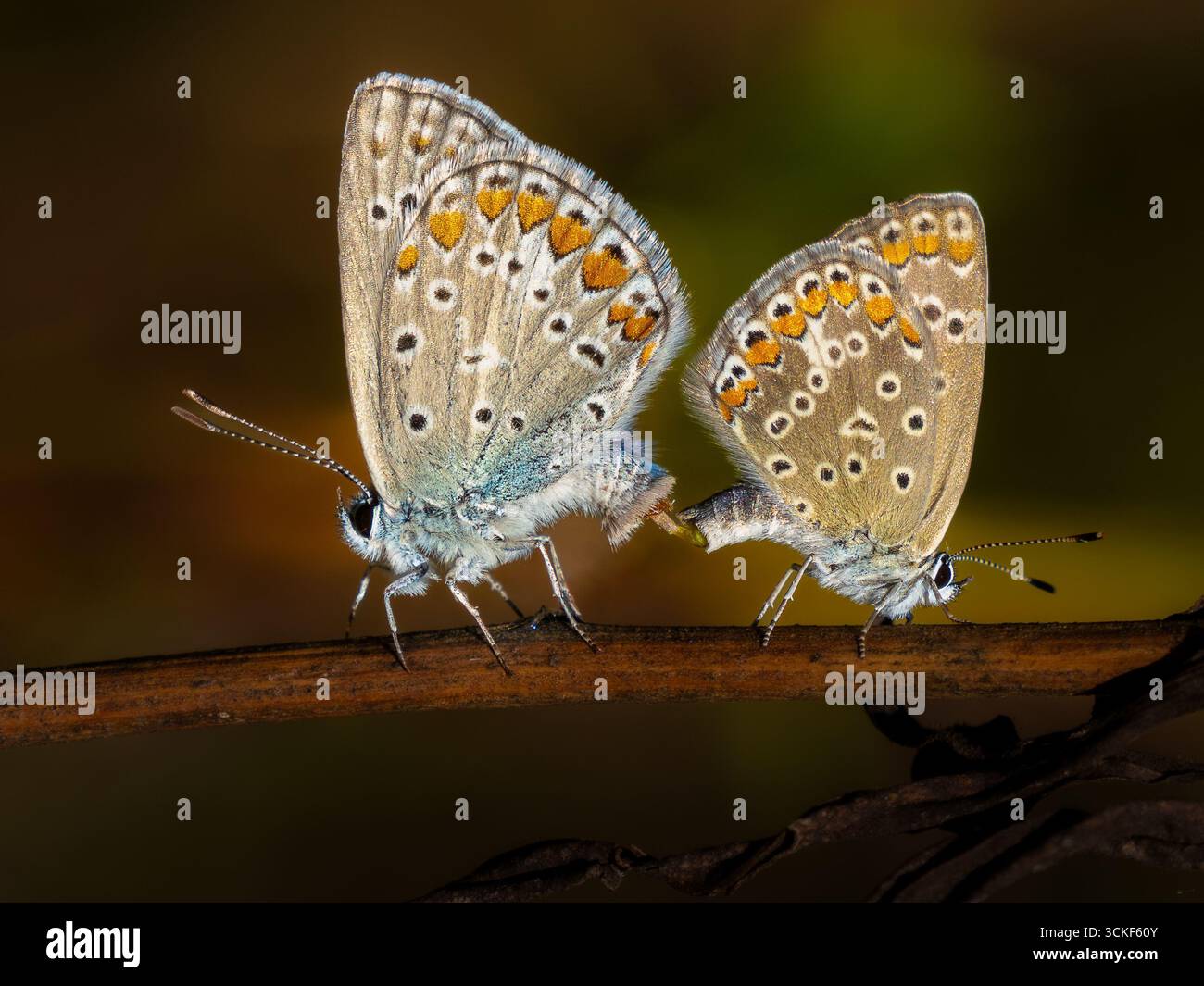 Macro photograph couple insects hi-res stock photography and images - Alamy