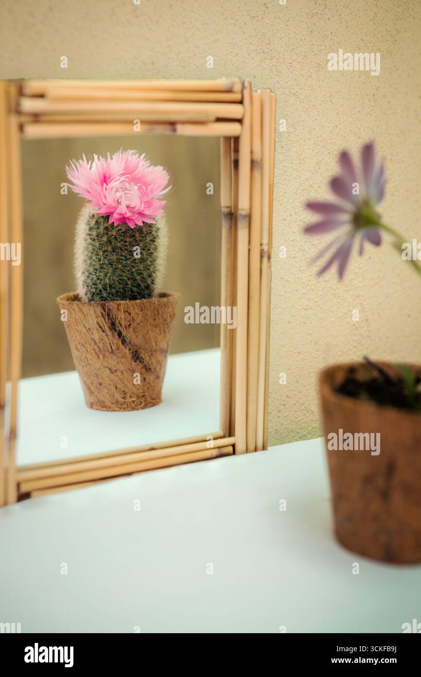 A flower reflected as cactus. Visual metaphor of distorted self ...
