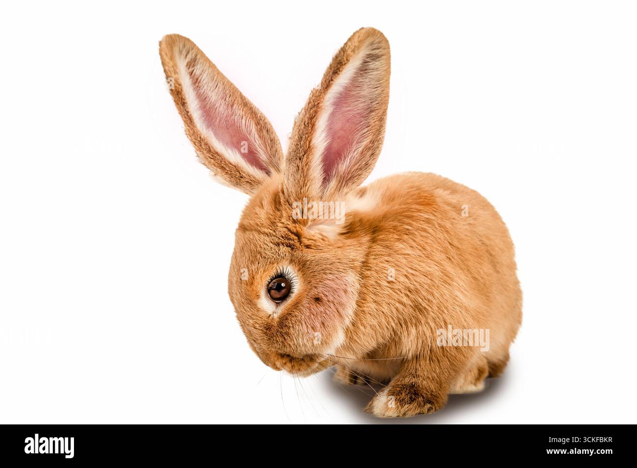 domestic rabbit (Oryctolagus cuniculus f. domestica), bunny, cut out ...