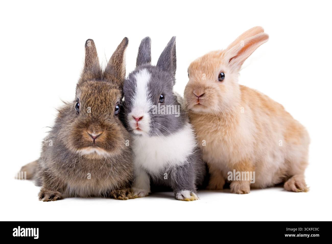 Cuddled rabbits hi-res stock photography and images - Alamy