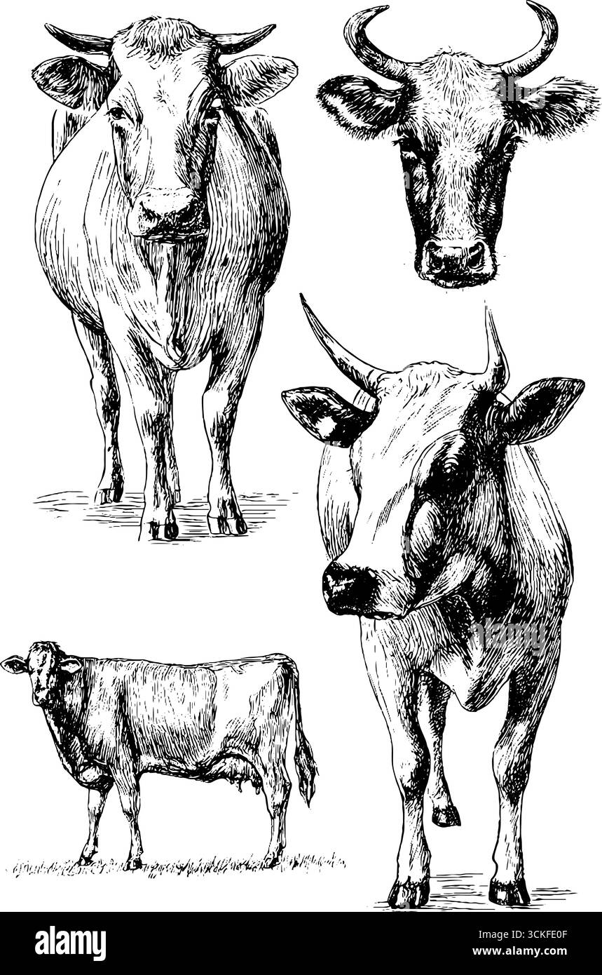 Detailed ink drawings of cows in various poses and perspectives Stock ...
