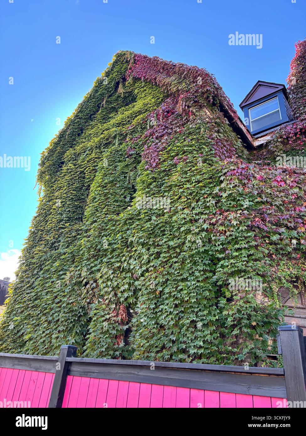 ''Historic building covered in lush green ivy with autumn red leaves against a bright blue sky.'' - Smartphone Captured Stock Image
