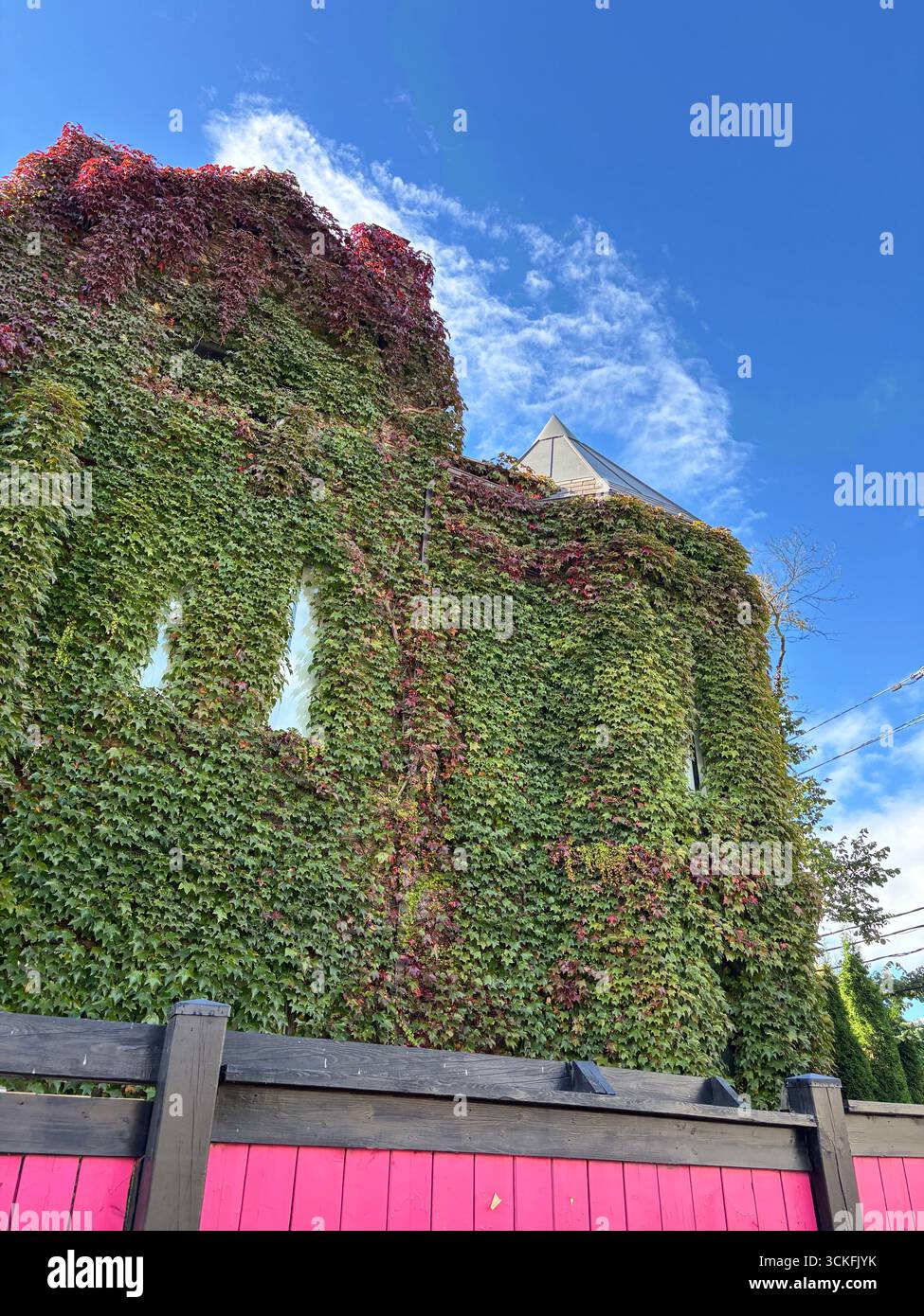 ''Historic building covered in lush green ivy with autumn red leaves against a bright blue sky.'' - Smartphone Captured Stock Image