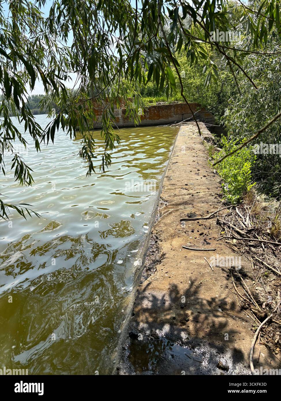 Shoreline with concrete embankment along calm water and leafy tree branches hanging above. - Smartphone Captured Stock Image