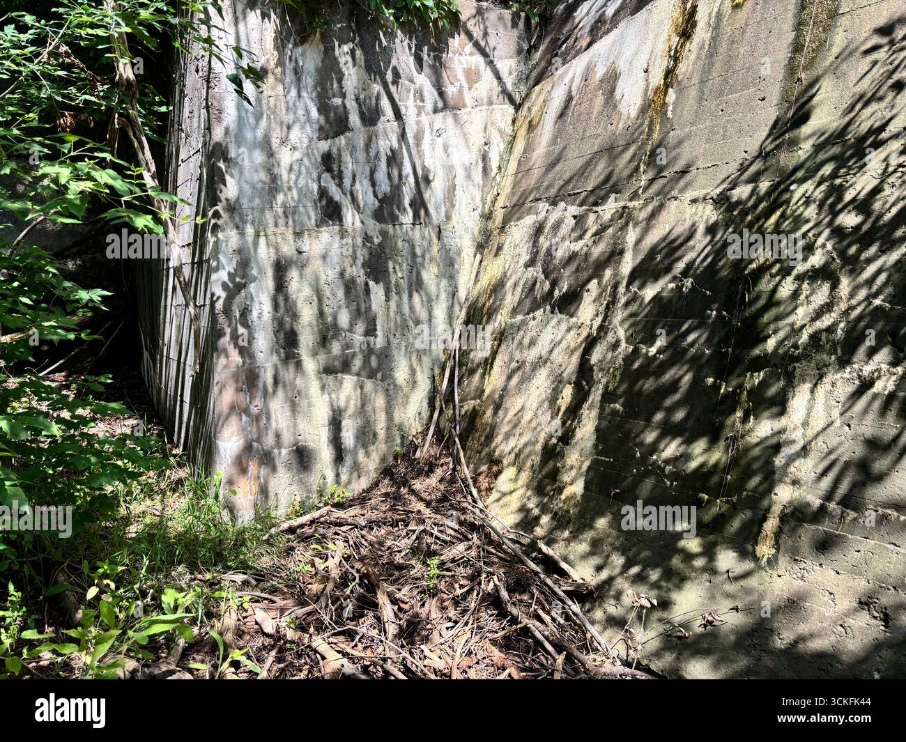 ''Weathered concrete wall tells a story of urban decay and nature's quiet, persistent strength. shadows highlight the raw textures with new life. - Smartphone Captured Stock Image