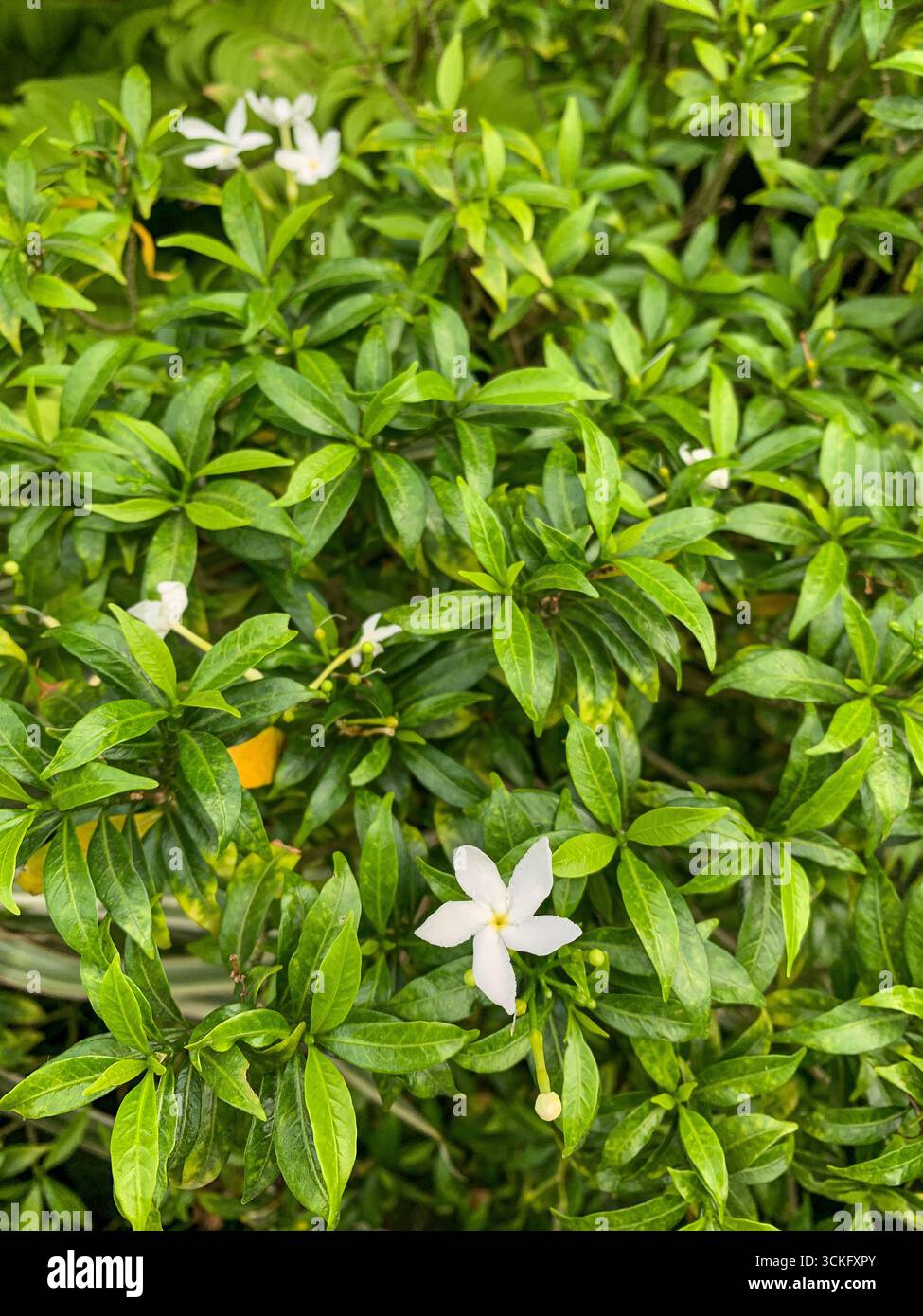 Tropical Plants – Ornamental Flowers – 2025 - Smartphone Captured Stock Image