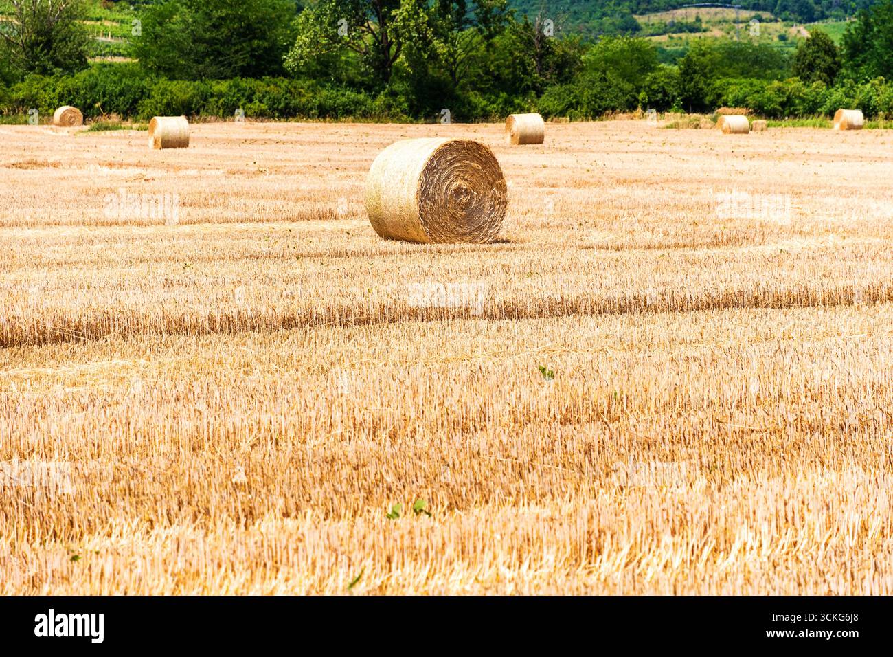 Rolling golden hay bales dot a freshly harvested field in the summer ...