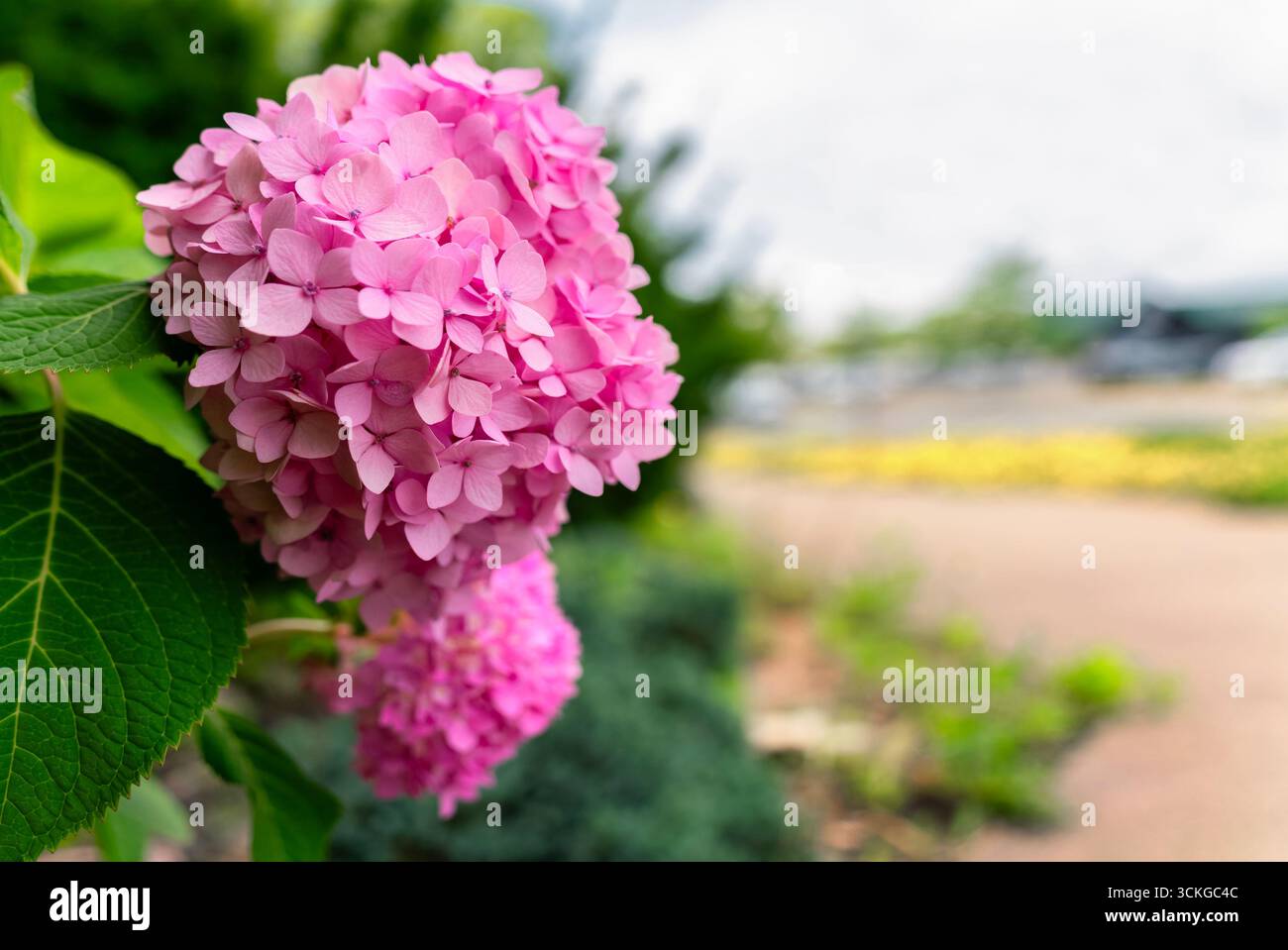 Selective focus of Hydrangea Flower Stock Photo