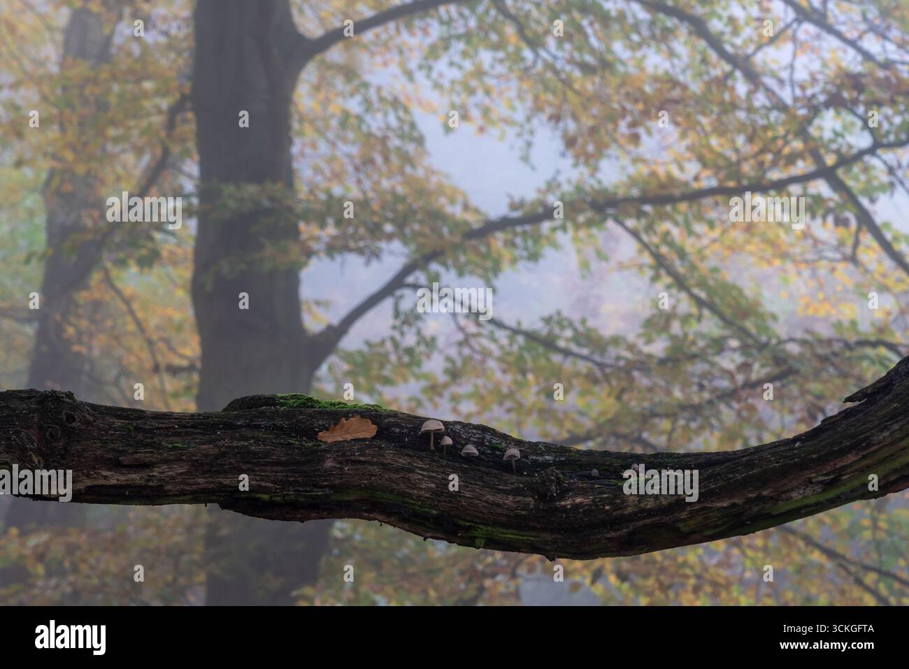 Close-up of a decaying tree branch with clusters of tiny mushrooms and moss, set against a misty autumn woodland backdrop Stock Photo