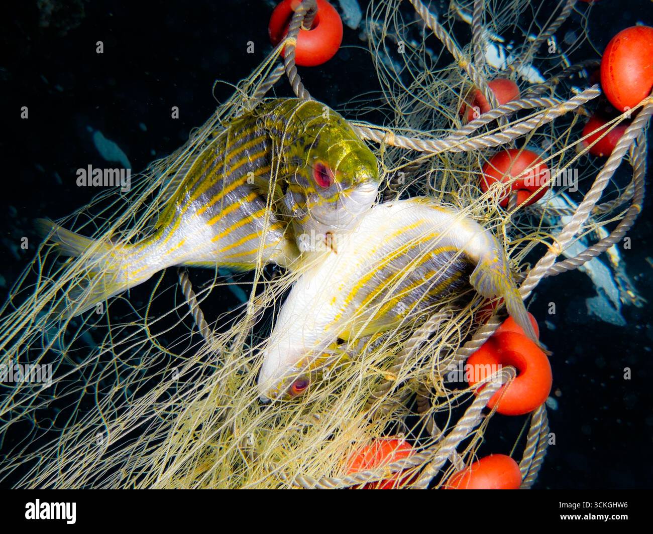 Fish Entangled Hallucinogenic fish hi-res stock photography and images - Alamy