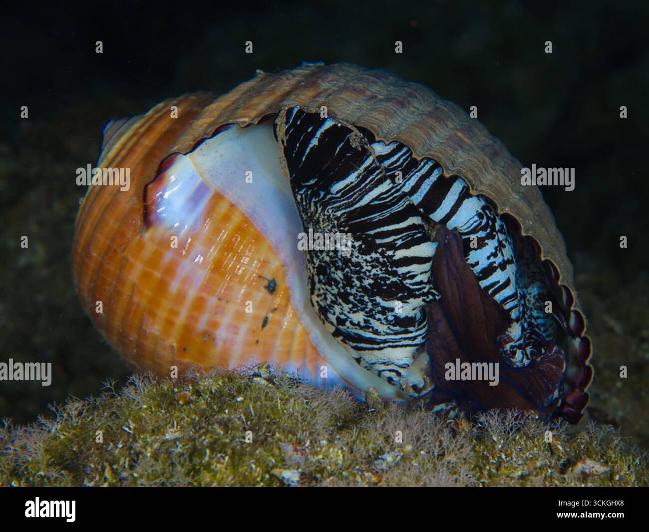 Giant tun shell from the Mediterranean Sea Stock Photo