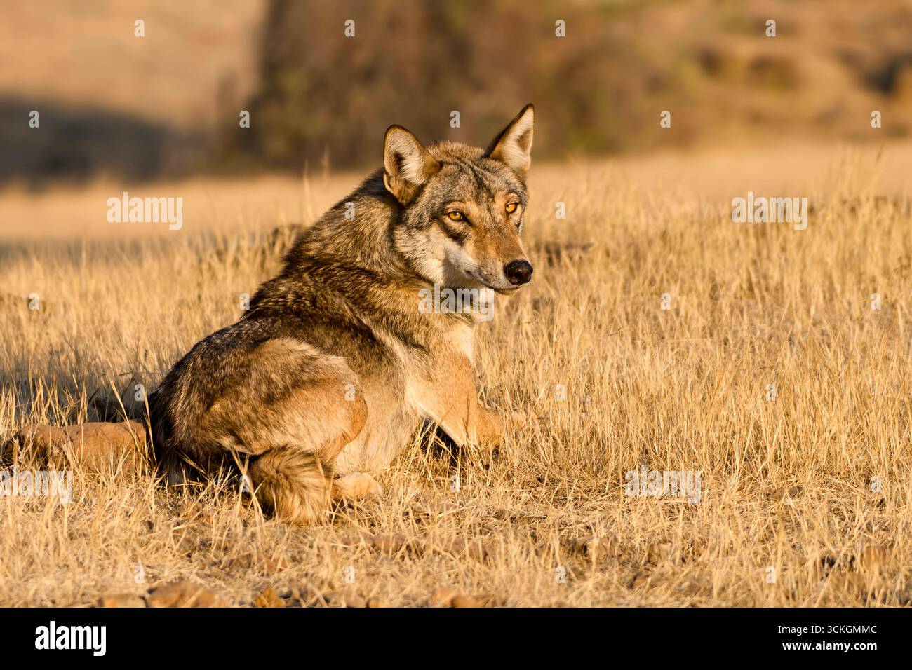 Wolves In India An Indian Wolf (Canis lupus pallipes), a distinct subspecies of the ...