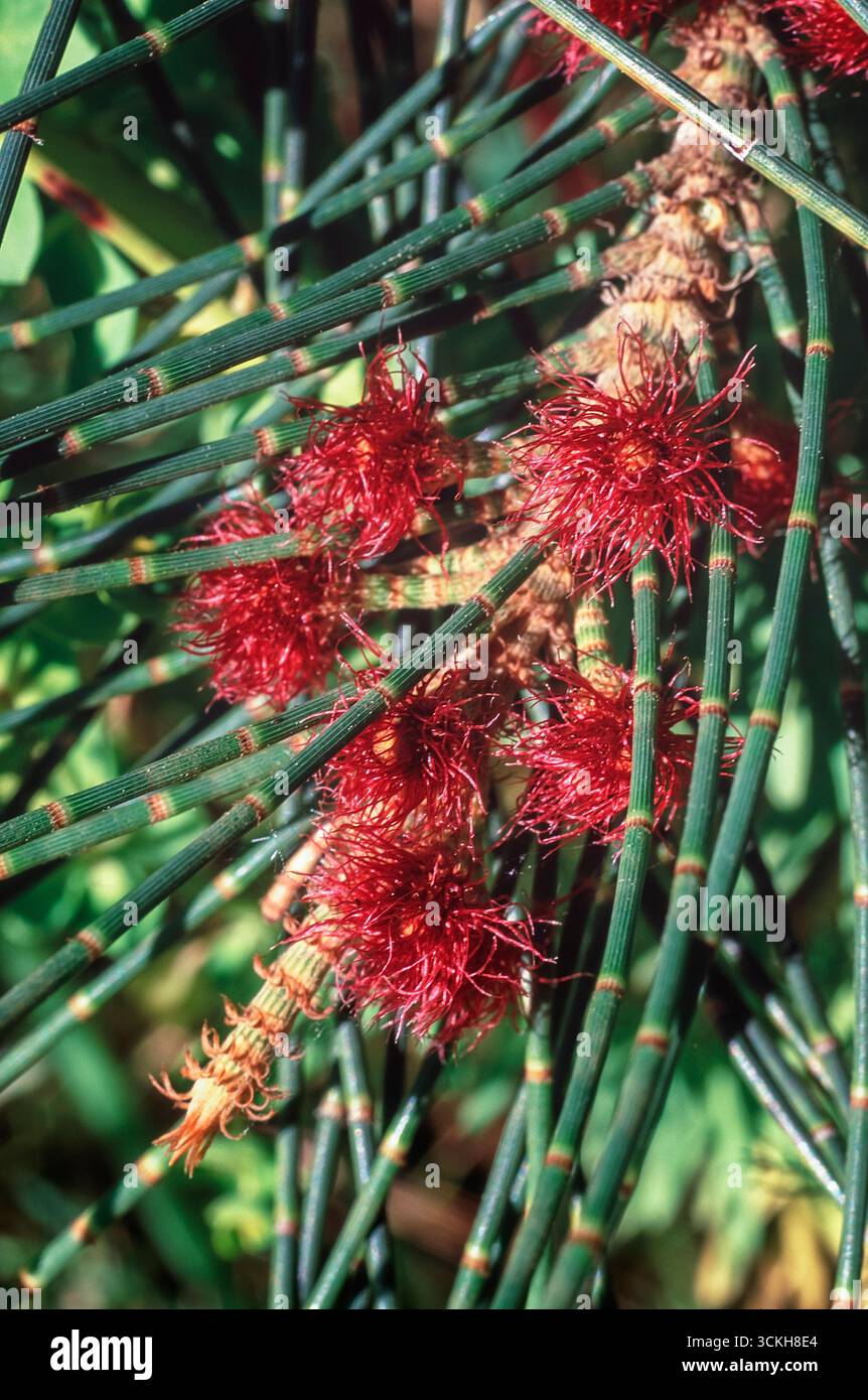 Casuarina tree hi-res stock photography and images - Alamy