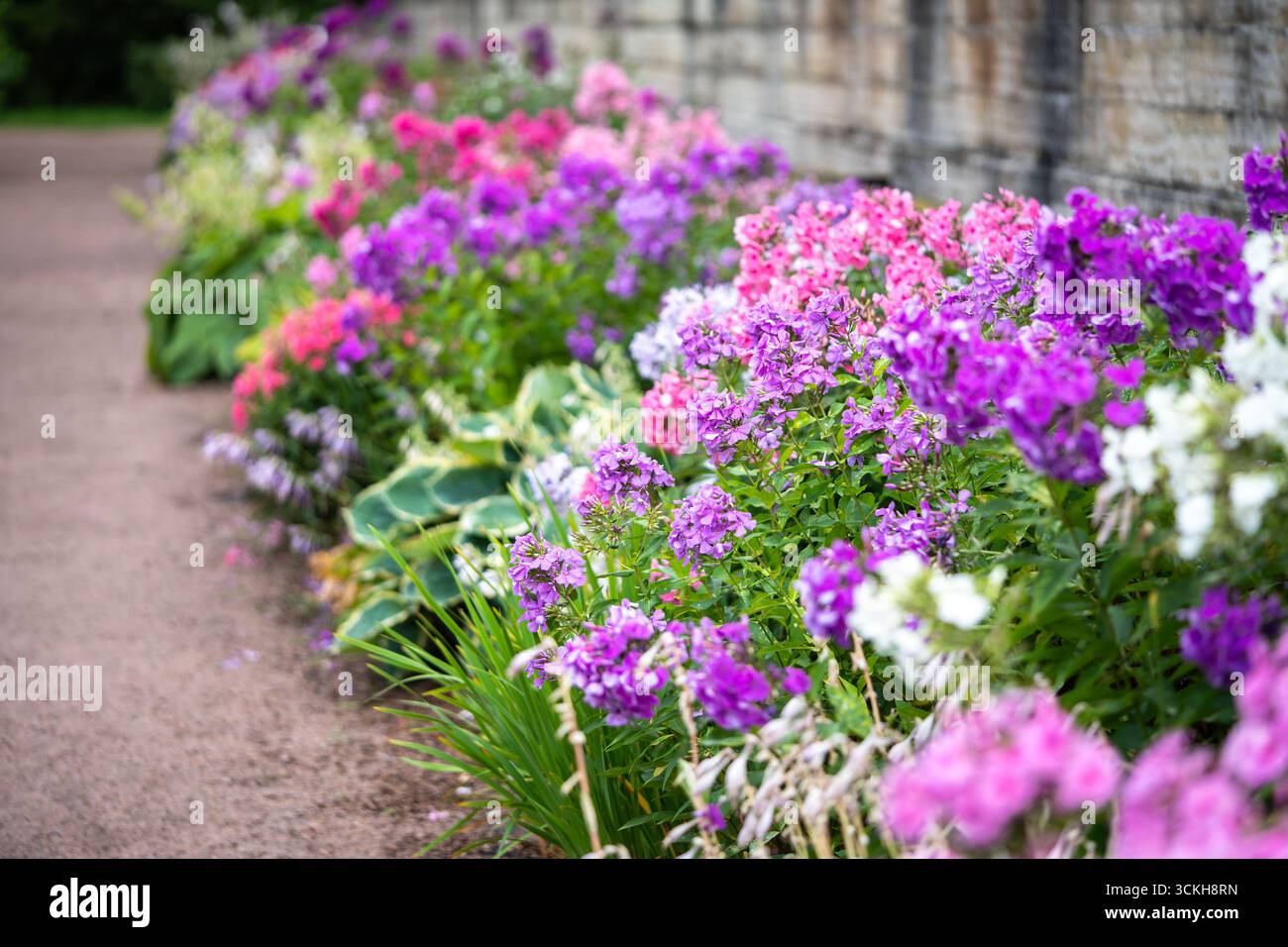 Dense cluster phlox flowers hi-res stock photography and images - Alamy