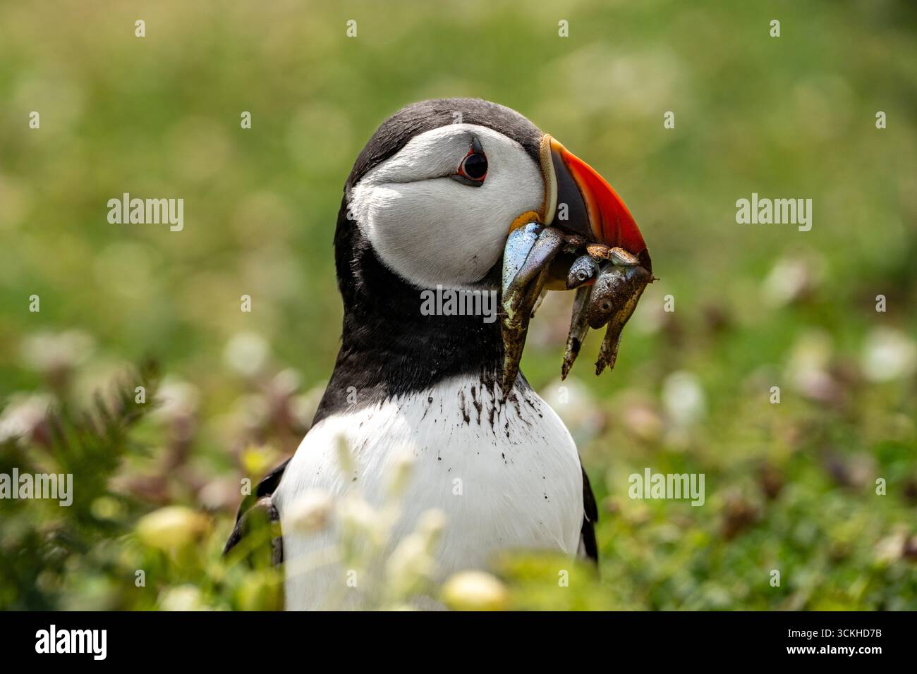Close up of an atlantic puffin with a catch of sand eels in its mouth ...