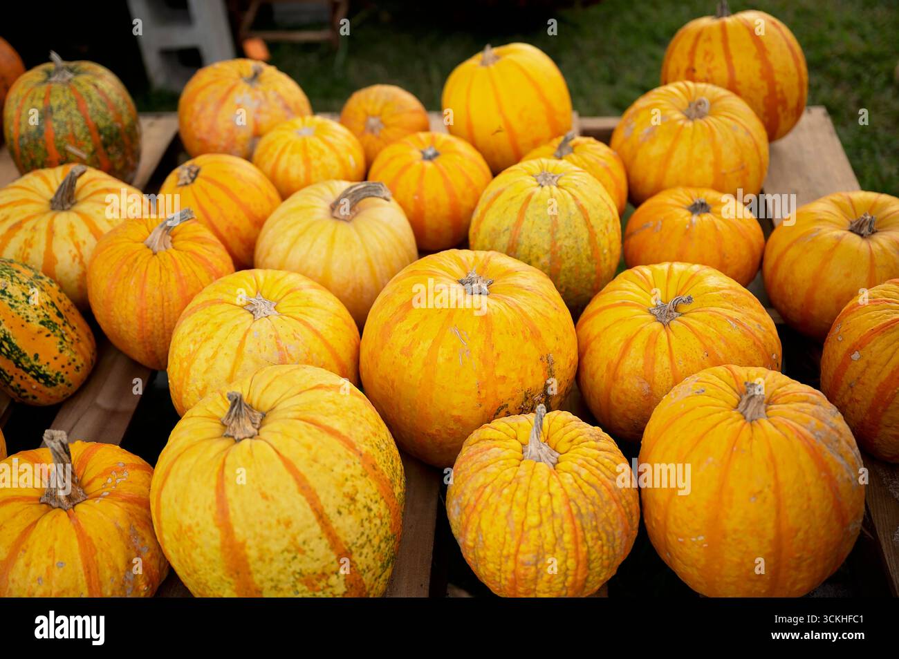 Many striped pumpkins arranged on wooden crates for fall display Stock Photo