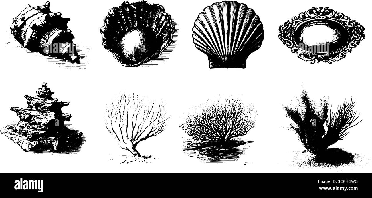 Vintage sea life collection featuring engraved shells and coral design ...