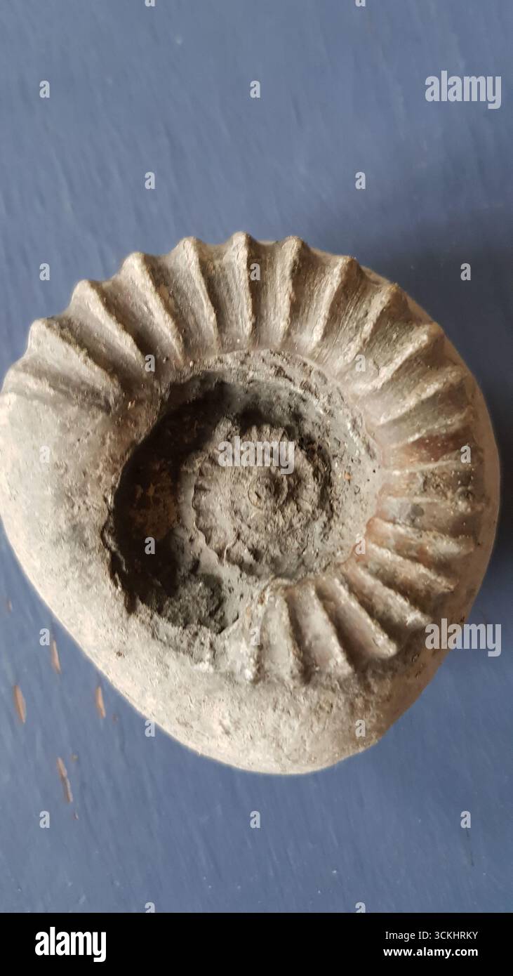 Fossils found in Dorset including a fossil pavement in Lyme Regis and a dinosaur ....... Stock Photo