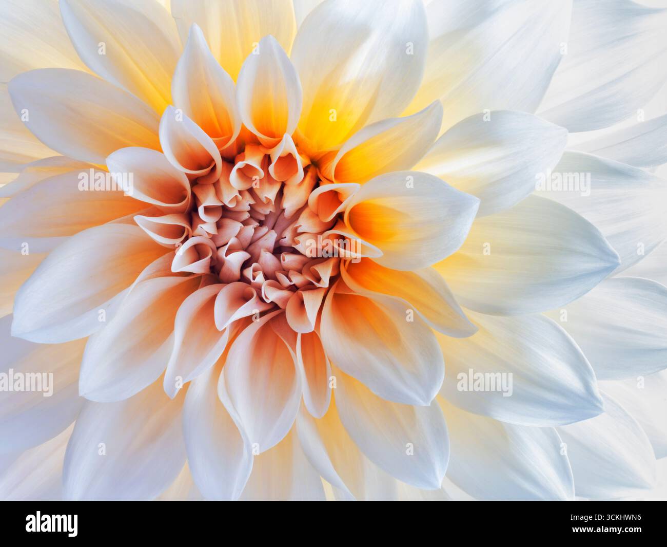 Dramatic close up of a single white dahlia with an orange centre brightly backlit Stock Photo