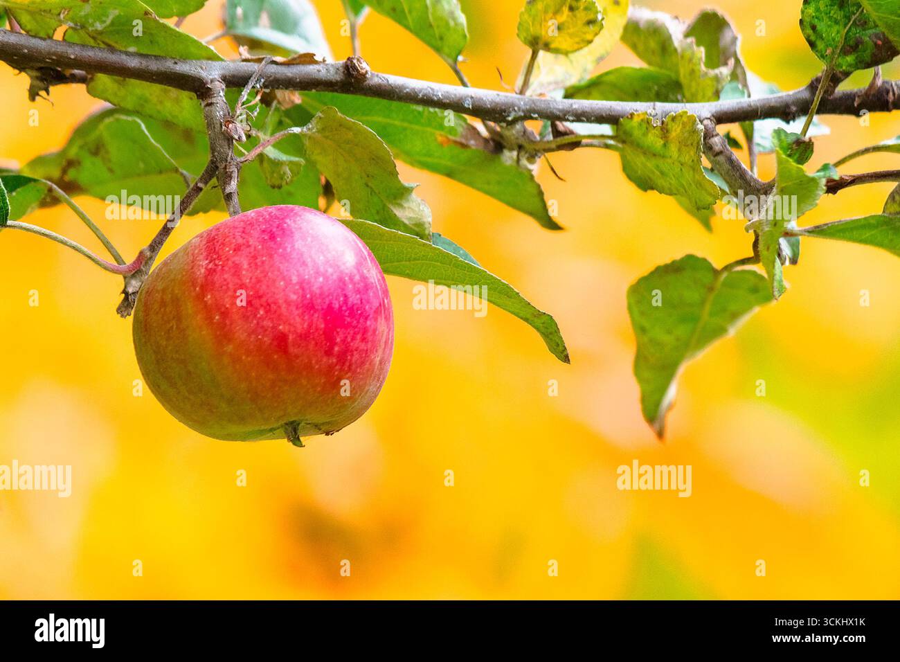 red apple hanging on the branch with leaf. ripe organic fruit on the tree. rural autumn harvest in the orchard Stock Photo