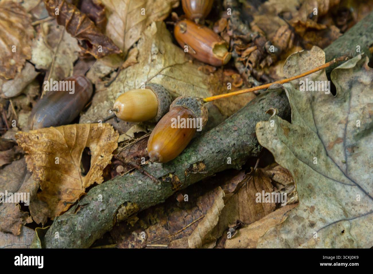 Autumn background fallen oak leaves and ripe acorns lie on the forest ...