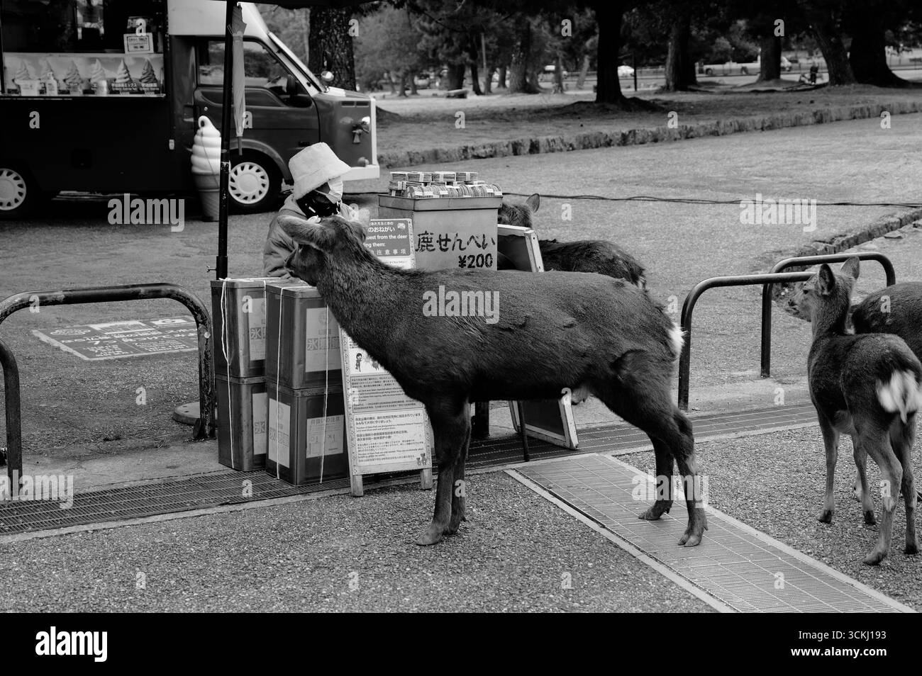 Deer approach lone vendor selling shika senbei crackers in Nara Park Stock Photo