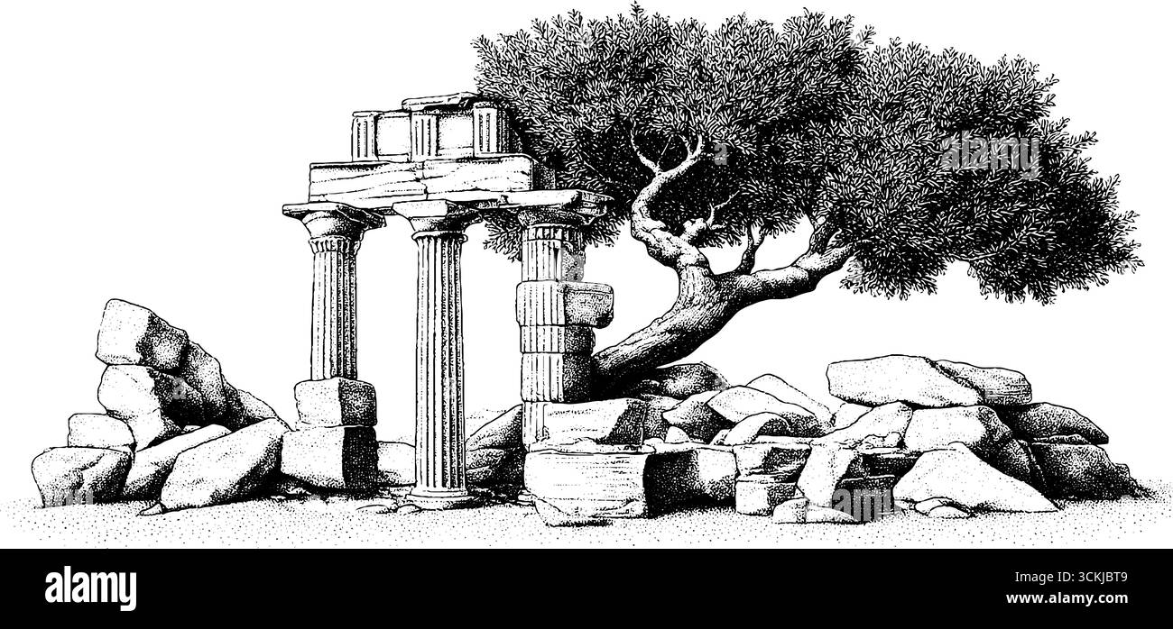 Ancient ionic temple ruins with fallen columns and olive tree ...