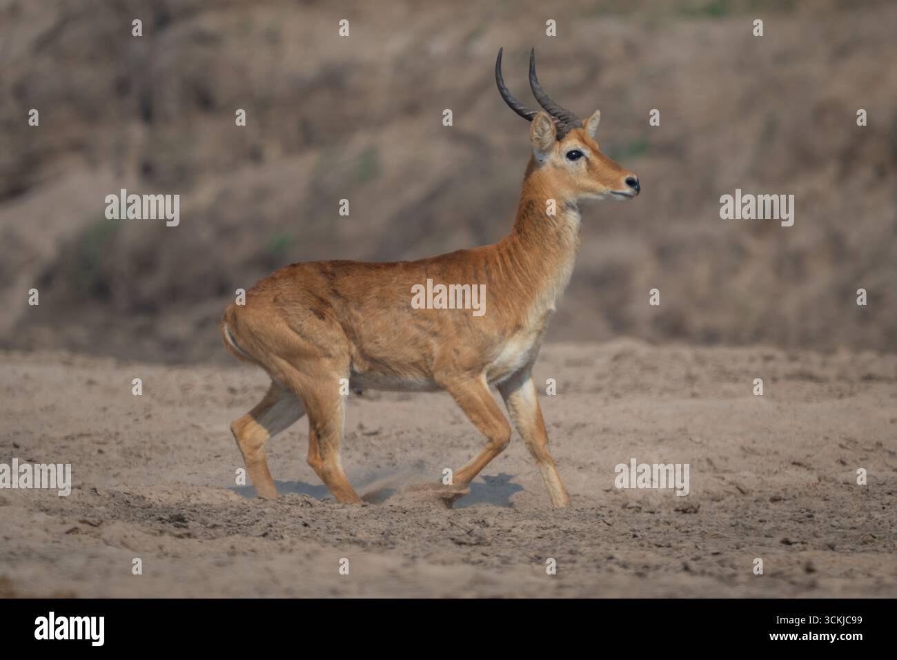Africa zambia puku antelope hi-res stock photography and images - Page 3 -  Alamy