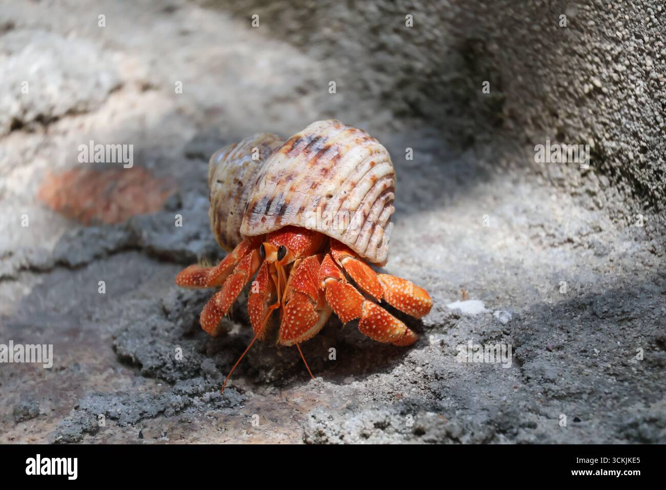 Land hermit crab coenobita brevimanus hi-res stock photography and ...