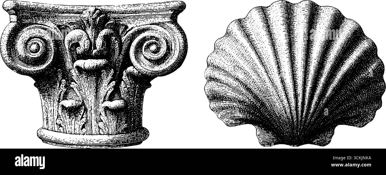 Captil Shell Vintage architectural sketch featuring classical column capital and ...