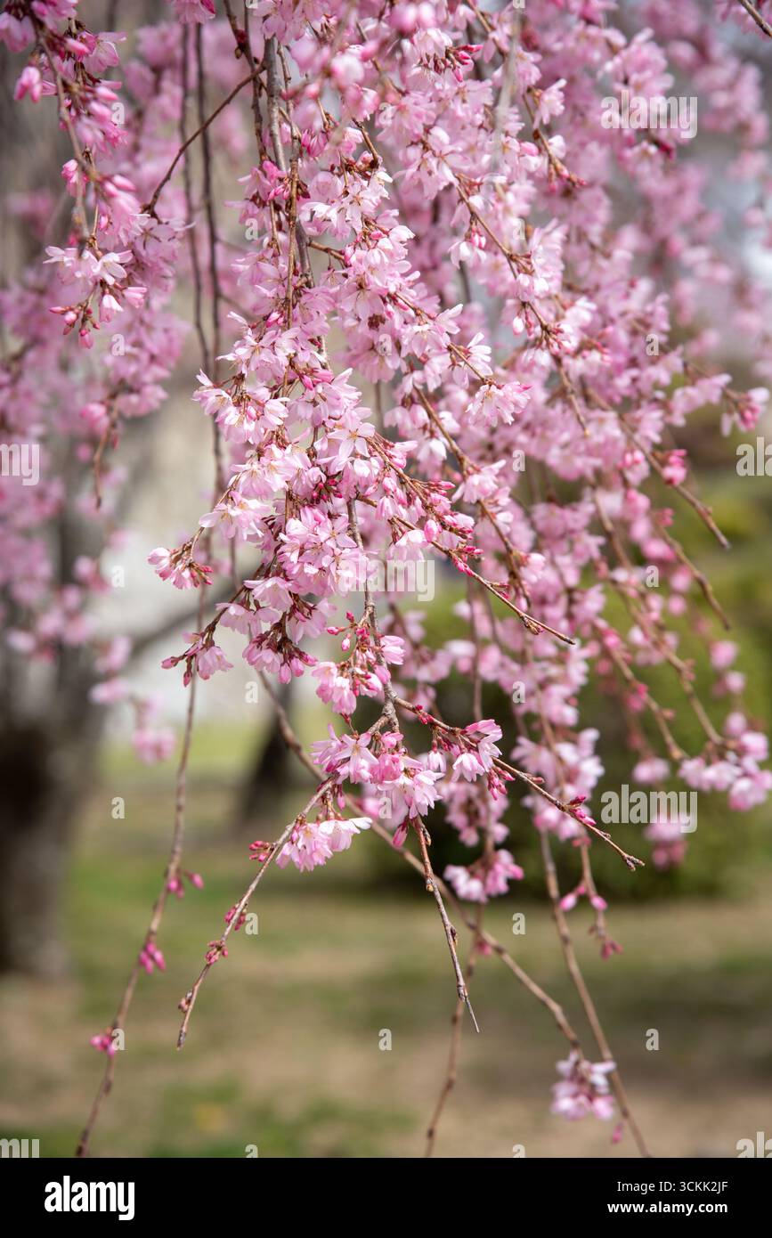 Pink weeping cherry blossoms in spring, Japan. Close-up view of delicate pink weeping cherry blossoms blooming in spring in Japan. Stock Photo