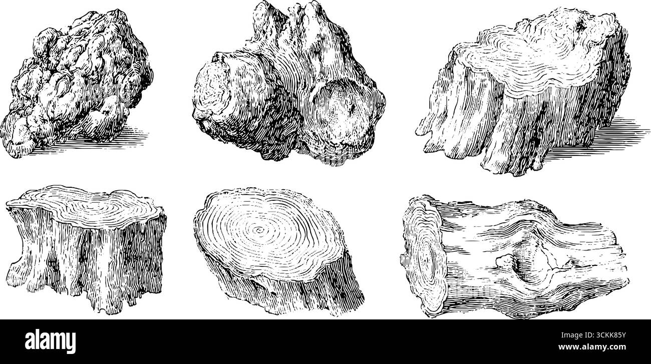 Pen Tree Textures Vintage pine tree textures set in black and white - hand drawn, retro ...
