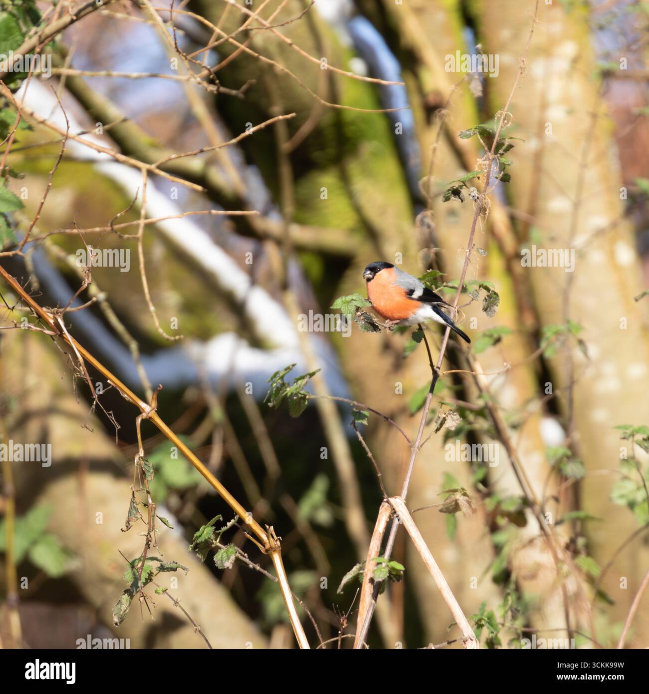 A male Eurasian bullfinch, (Pyrrhula pyrrhula) perches in a bush in the village of Dobcross, Saddleworth, England, UK Stock Photo
