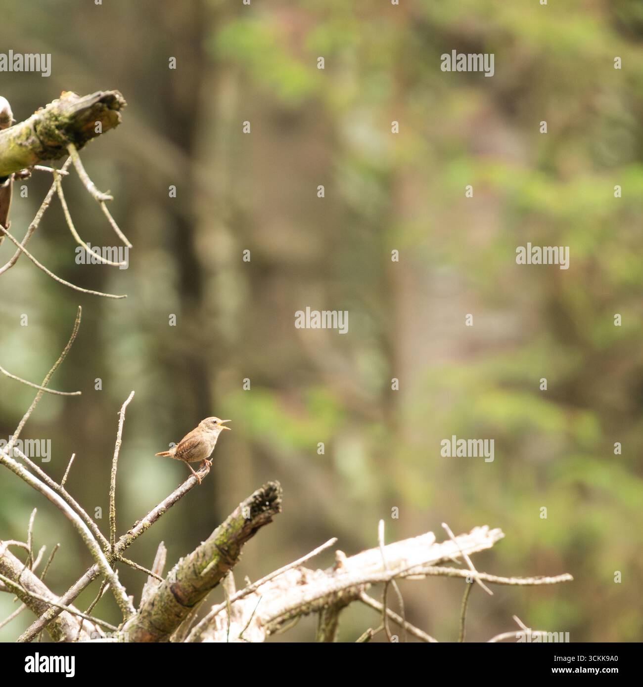A wren (Troglodytes troglodytes) singing while perched on the branch of a fir tree at RSPB Dove Stone, Greenfield, Saddleworth, Oldham UK Stock Photo