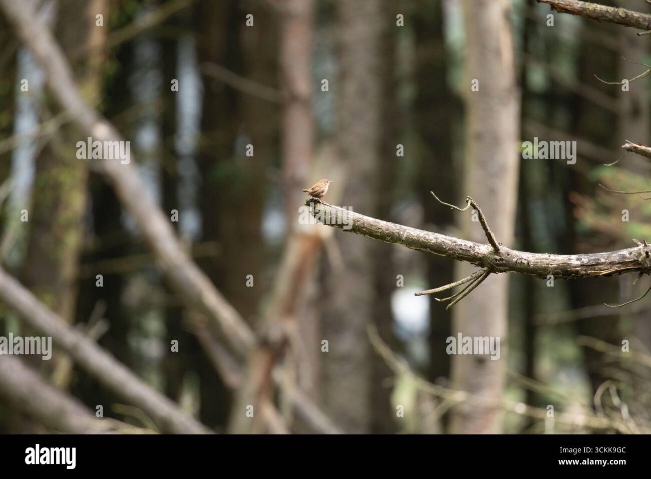 A wren (Troglodytes troglodytes) singing while perched on the branch of a fir tree at RSPB Dove Stone, Greenfield, Saddleworth, Oldham UK Stock Photo