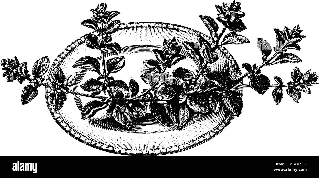 Vintage engraved illustration of oregano sprig on ornamental plate. Stock Vector