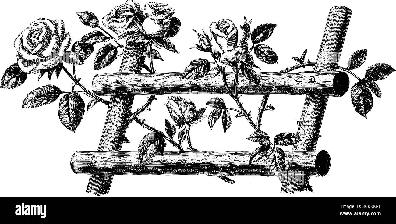 Trellis with climbing roses Stock Vector Images - Alamy