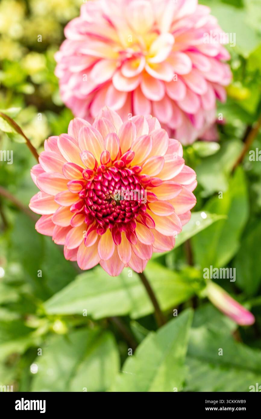 Charming Dahlia 'Foxy Lady’. natural close up flowering plant portrait ...