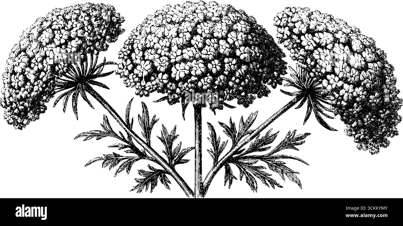 Queen annes lace illustration Black and White Stock Photos \u0026 Images - Alamy, image size:1300x732