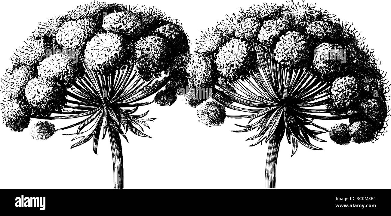 Queen annes lace illustration Black and White Stock Photos \u0026 Images - Alamy, image size:1300x718