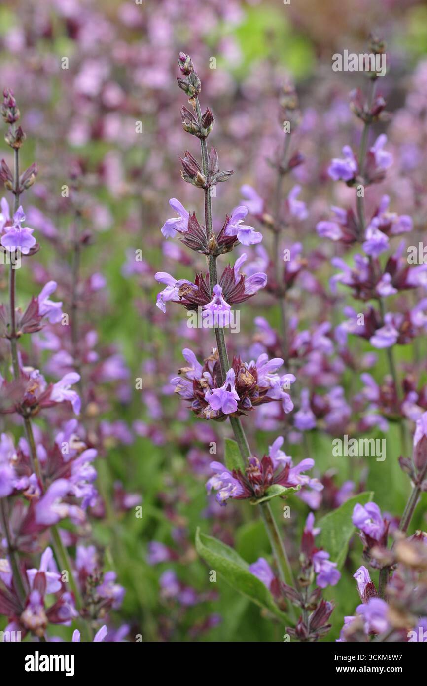 Salvia officinalis. Pale lilac flower spikes of culinary herb, sage in an English herb garden. UK Stock Photo