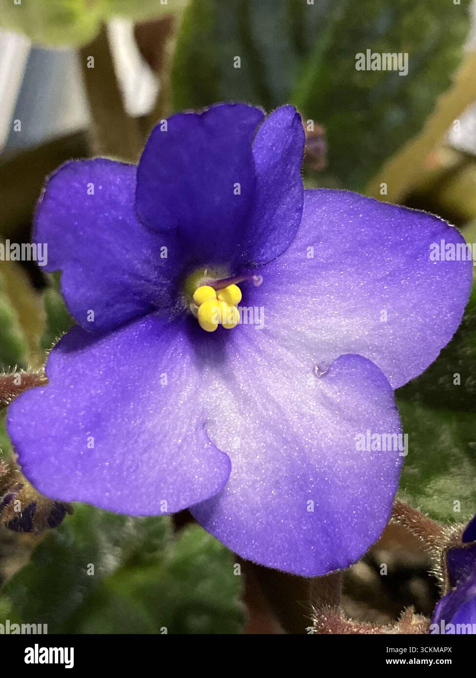 Close up of a purple African Violet flower, Streptocarpus ionanthus, with a yellow anther and purple style and stigma - Smartphone Captured Stock Image