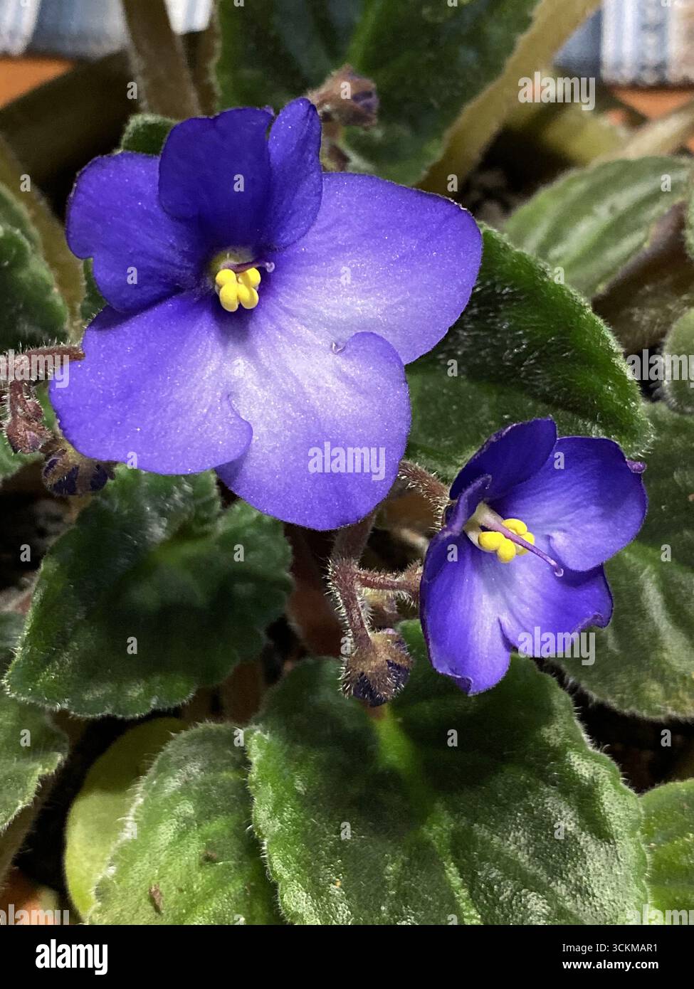 Close up of an African Violet plant with two purple flowers, Streptocarpus ionanthus, with a yellow anther and purple style and stigma - Smartphone Captured Stock Image
